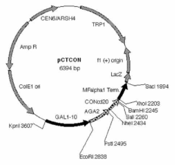 Plasmid map of pCTCON for yeast surface display in this study