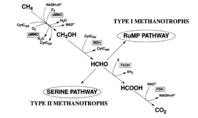 메탄의 산화와 포름알데하이드의 동화 경로 (Richard S. Hanson ,Thomas E. Hanson, American Society for Microbiology 60 (1996) 440)