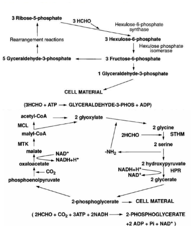 Serine pathway와 RuMP pathway (Richard S. Hanson, Thomas E. Hanson, American Society for Microbiology 60 (1996) 440-441)