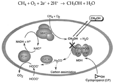 Methylosinus trichosporium에서의 메탄올 합성 경로. (Takeguchi M, Furuto T, Sugimori D, Okura I, Applied Biochemistry and Biotechnology 68 (1997) 143-152)