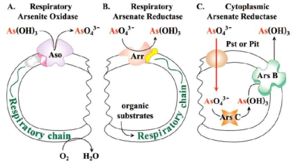 박테리아에서의 아라비산염(arsenite) 산화, 비산염(arsenate) 환원과 세포질의 비산염 환원의 기능. (Simon Silver, Le T. Phung, Minireview applied and environmental microbiology 71 (2005) 600)