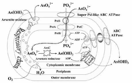 A. faecalis에서의 비소 물질대사. (Simon Silver, Le T. Phung, Minireview applied and environmental microbiology 71 (2005) 602)