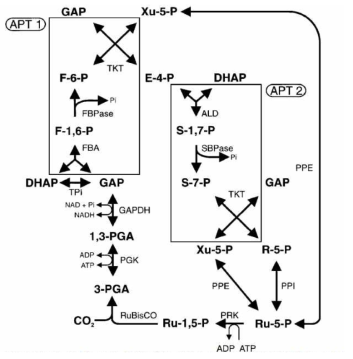 캘빈회로와 효소작용 (Jessup M. Shively, Geertje van Keulen, and Wim G. Meijer, Annual Review of Microbiology 52 (1998)191-230)