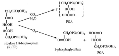 Rubisco에 의한 carboxylation과 oxygenation 반응