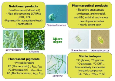 남세균 및 미세조류가 생산하는 다양한 특성의 유용물질들