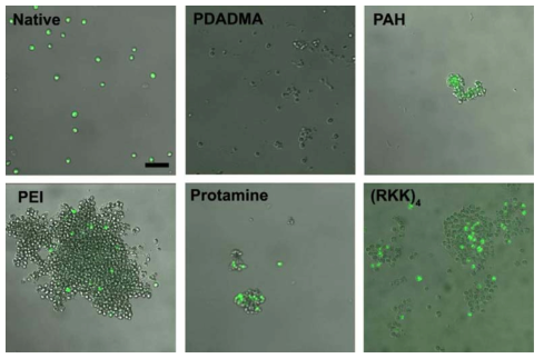 이산화티타늄 형성 반응 촉매성 고분자의 클로렐라에 대한 세포독성 실험 결과. 살아있는 세포는 초록색으로 나타난다 (축척: 20μm)