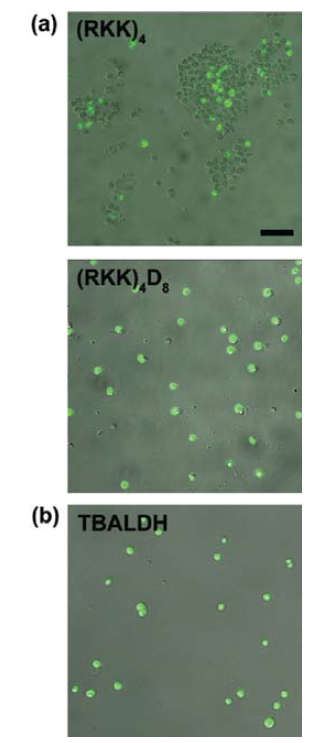 세포의 생존성 실험 결과. 살아있는 세포는 녹색으로 나타난다 (축척: 20μm)