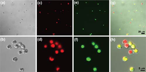 이산화티타늄으로 둘러싸인 클로렐라 세포의 생존성 실험 결과. 빨간색 형광은 엽록소 세포가 온전함을 나타내고, 녹색 형광은 세포가 잘 살아있음을 나타낸다