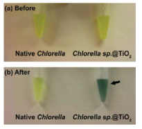 클로렐라와 클로렐라@TiO2를 pyrocatechol violet으로 처리하기 전과 후의 사진. 이산화티타늄의 Post-기능화가 가능함을 보여준다