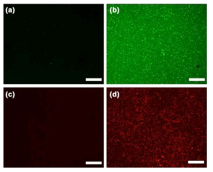(a) PEM 박막과 (b) 실리카/PEM 박막에 녹색 형광이 붙어있는 maleimide solution을 노출시킨 형광 사진. (c) 실리카/PEM 박막과 (d) biotin이 붙어있는 실리카/PEM 박막에 rhodamine이 붙어있는 streptavidin을 노출시킨 형광 사진. 축적은 100 nm이다