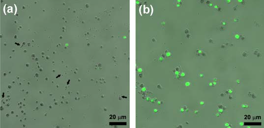 (a) 일반 클로렐라 세포와 (b) 이산화티타늄으로 둘러싸인 클로렐라 세포를 47℃에서 2시간 동안 열처리 하고 난 후의 생존성 및 모양 사진. 녹색 형광은 세포가 잘 살아있음을 나타낸다