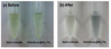 클로렐라@SiO2-TiO2에 파이로카테콜 바이올렛 처리를 하기 전과 후의 사진. 캡슐화가 된 세포에만 보라색 염색약이 달라붙었음을 볼 수 있다