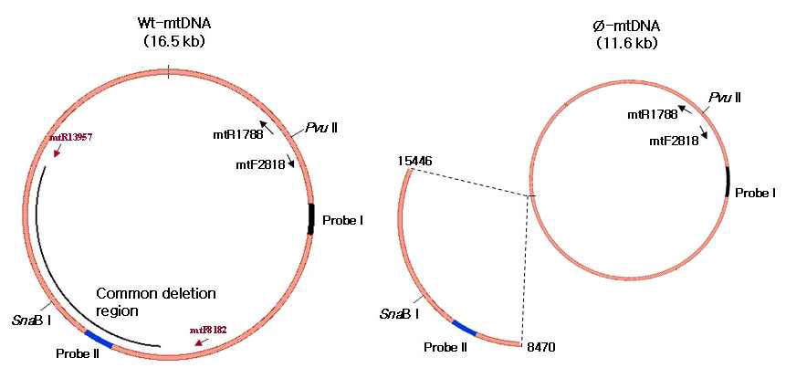 MtDNA의 large deletion에 대한 모식도 및 probe I과 II의 위치
