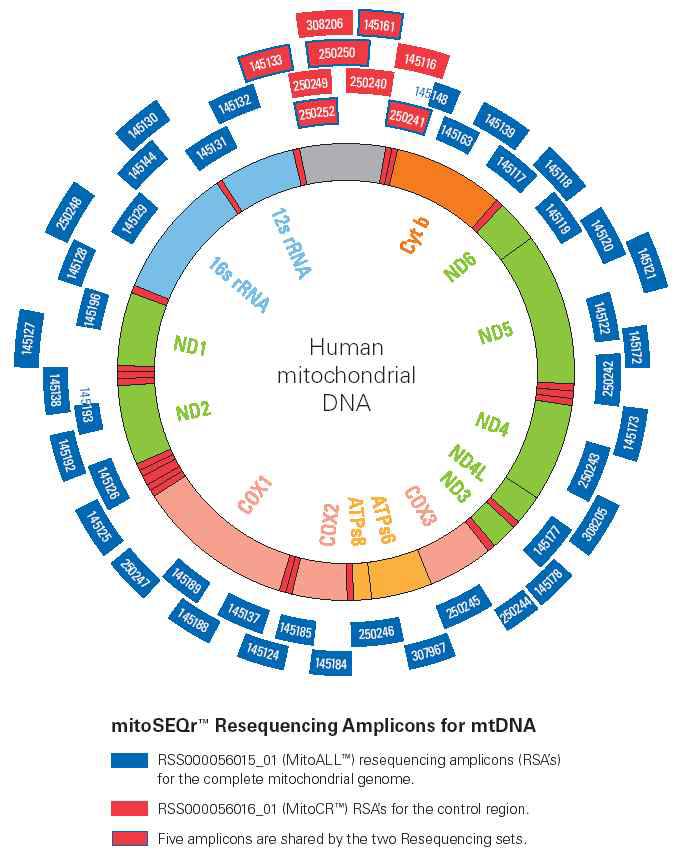 전체 mitogenome의 서열 분석을 위한 mtDNA의 증폭 전략. MitoSEQr kit를 이용 46 조각으로 나눔
