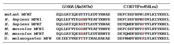 MFN2 유전자 돌연변이의 종간 보존성