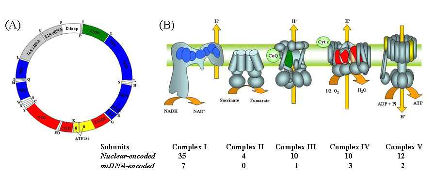 MtDNA와 호흡사슬. (A) 인간의 mitogenome map, (B) 호흡사슬 복합 체 I-V. 모든 호흡사슬 복합체에는 핵 유전자가 관여하는데, 특히 복합체 II는 핵 유전자에 의해서만 구성된다