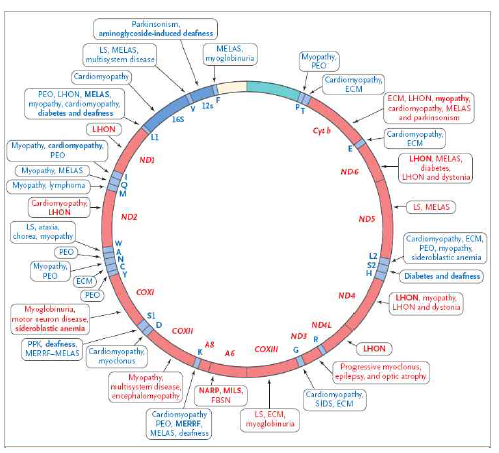 MtDNA의 특정 유전자 돌연변이와 관련된 질병의 종류 (Blue: noncoding gene, Red: coding gene)