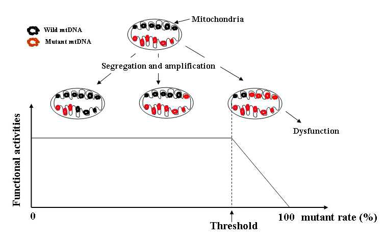 Heteroplasmy와 역치효과