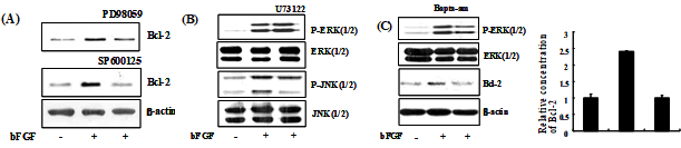 Bcl-2 was expressed through ERK and JNK activation, however PLCγ acted only on upstream of JNK