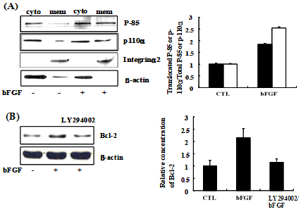 PI3K was involved in Bcl-2 expression