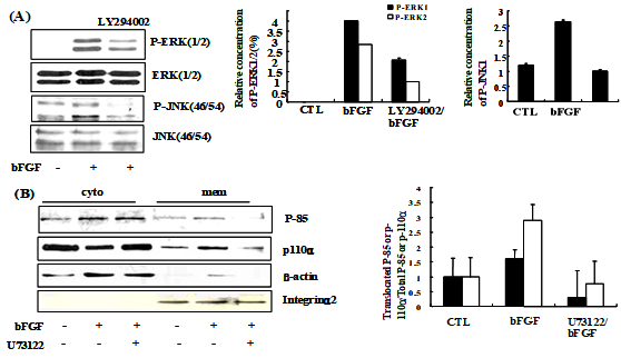 PI3k had a role in ERK and JNK activation, and was affected by PLCγ activation