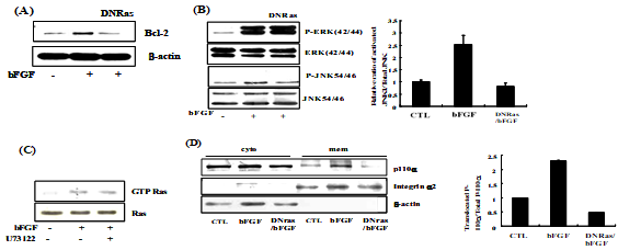 Ras also had an effect on Bcl-2 expression through PI3K and JNK activation, Not ERK activation