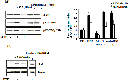 Effect of STAT3 siRNA on Bcl-2 expression