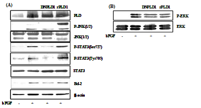 PLD had effects on activation of signal molecules (JNK and STAT3) and Bcl-2 expression in H19-7 cells, but no effect on ERK activation