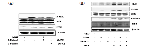 PLD affected activation of JNK and MKK activation. (A) JNK activation and NT-3 expression induced by bFGF was affected negatively by 1-Butanol. (B) PLF had effects on JNK and MKKactivation, and NT-3 expression