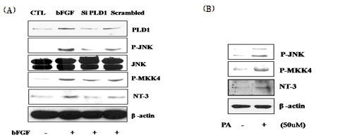 Both of PLD and PA as a product of PLD effect on JNK, MKK, and NT-3. (A) Effects of PLD on JNK and MKK activation, and NT-3 expression were confirmed by PLD1 siRNA transfection. (B) PA increased JNK and MKK activation, and increasing of NT-3 expression