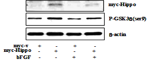 Hippocalcin overexpression in H19-7 cells gave rise to phosphorylation of pGSK3 (ser9)