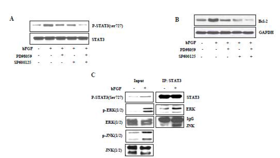 Effect of ERK/ JNK on bFGF-induced STAT3 phosphorylation and Bcl-2 expression in H19-7