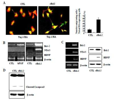 Effects of rBcl-2 overexpression in H19-7 cells and rNPCs