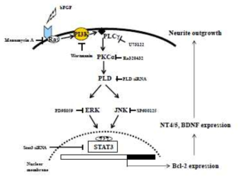 Signaling model of PLD-mediated Bcl-2 expression and neurite outgrowth in response to bFGF