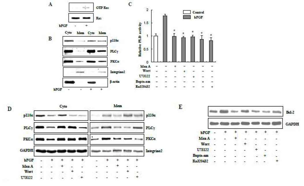 PLD mediates bFGF-induced Ras/ PI3K/ PLCγ/ PKCα signaling (2년차의 연구 결과)