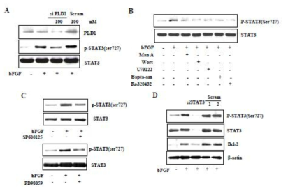 Effect of PLD1, ERK/ JNK, and the Ras/ PI3K/ PLCγ/ PKCα signaling on ser727 (2년차의 연구 결과)