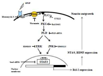 Signaling model of PLD-mediated Bcl-2 expression and neurite outgrowth in response to bFGF (2년차 연구 결과의 signaling model)