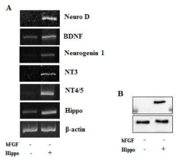 Overexpressed hippocalcin induces the expression of neuro D, BDNF, Neurogenin 1, NT3 and NT4/5 in rat NPCs