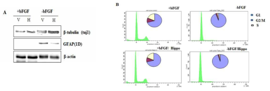 Hippocalcin has a role in neuroal commitment of rat NPCs, not cell cycle arrest