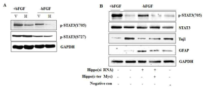 Involvement of hippocalcin in dephosphorylation of STAT3 on Y705