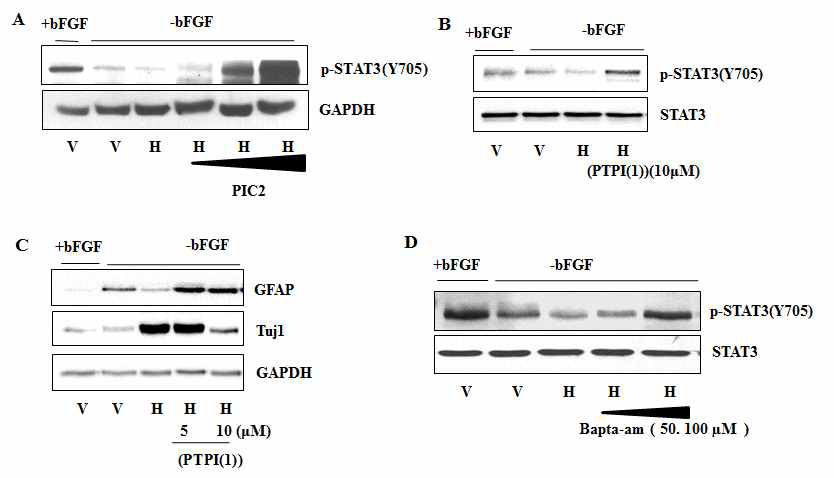 Hippocalcin-mediated dephosphorylation of STAT3 is reversevly blocked by tyrosine phosphatase inhibitors [PIC2(phosphatase inhibitor coctail2, Sigma cat# P5726) or PTPI(1)(α-Bromo-4-hydroxyacetophenone, Calbiochem Cat# 540200 )] or Calcium chelating agent (Bapta-am, Sigma, Cat# A1076)