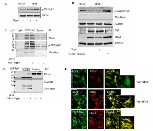 PKCα regulates hippocalcin-induced dephosphorylation of STAT3 on Y705 and neuronal differentiation, and binds with hippocalcin