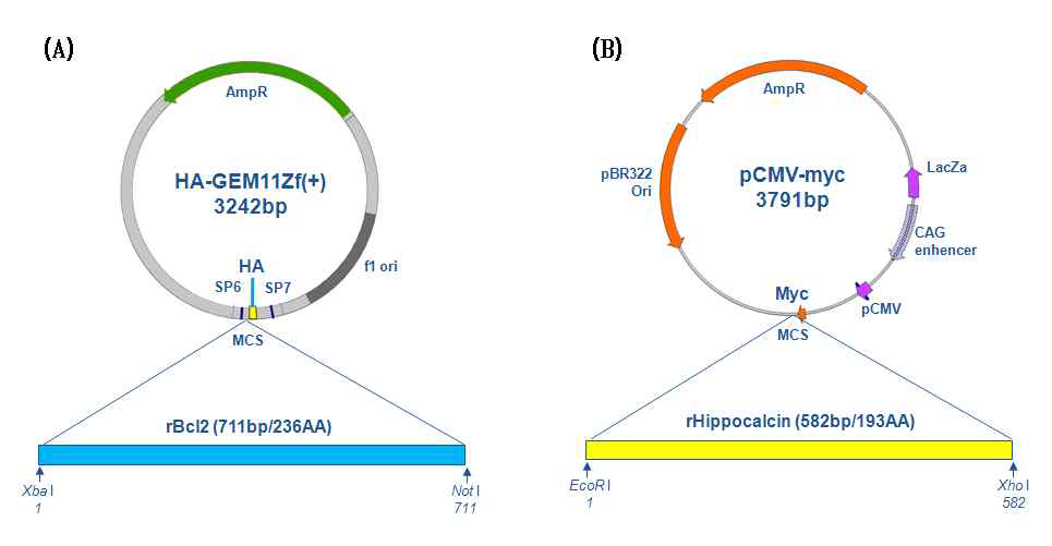 Cloning of Rat Bcl-2 and hippocalcin from rat cDNA library. (A) rBcl-2-HA-GEM11Zf (+). (B) rHippocalcin-pCMV-myc