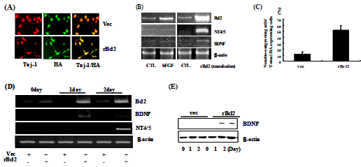 Bcl-2 affected positively on neurite outgrowing and expression of NT4/5 and BDNF in H19-7 or Neuronal precusor cells