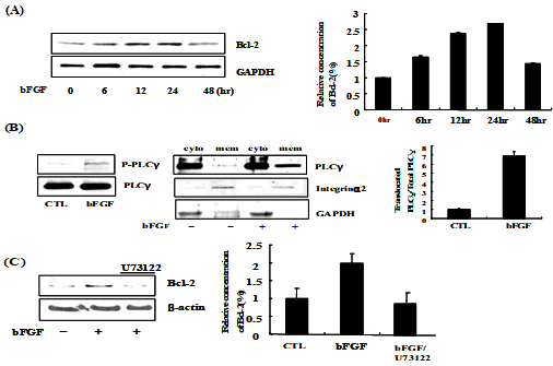 Bcl-2 was induced and PLCγ activation is involved in expression of Bcl-2 by bFGF