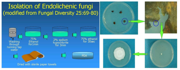 지의류내생 곰팡이 분리를 위한 개량 표면살균법과 이를 이용하여 지의류내생곰팡이 분리 과정