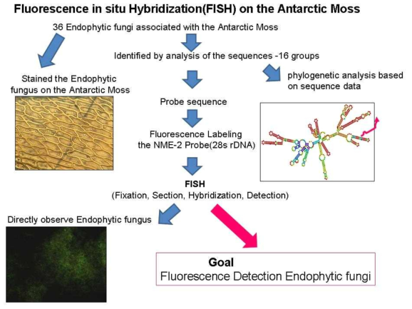 남극 이끼에서 분리한 식물내생곰팡이 조합을 이용하여 지의류내생곰팡이의 지의체내 존재 여부 확인을 위한 FISH 직접 검증법 개발 개요