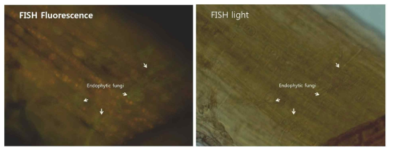 남극이끼와 이로부터 분리한 식물내생곰팡이 조합을 이용하여 식물내생곰팡이의 존재 여부를 직접 확인할 수 있는 FISH 방법 개발