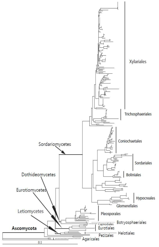 지의류 내생균의 phylogenetic tree