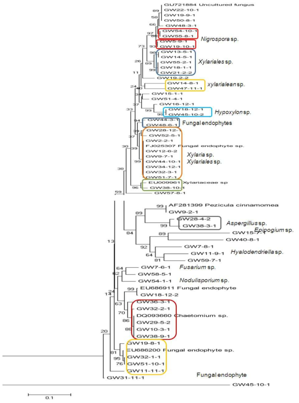 분리된 61 형태형 지의류내생곰팡이의 phylogenetic tree